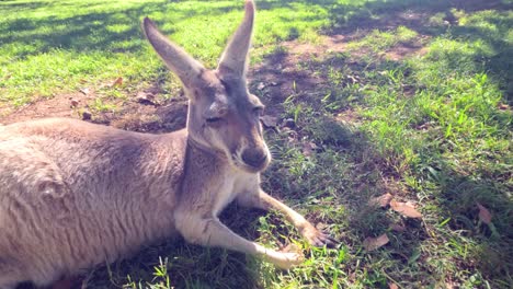 kangaroo lying down and resting on grass