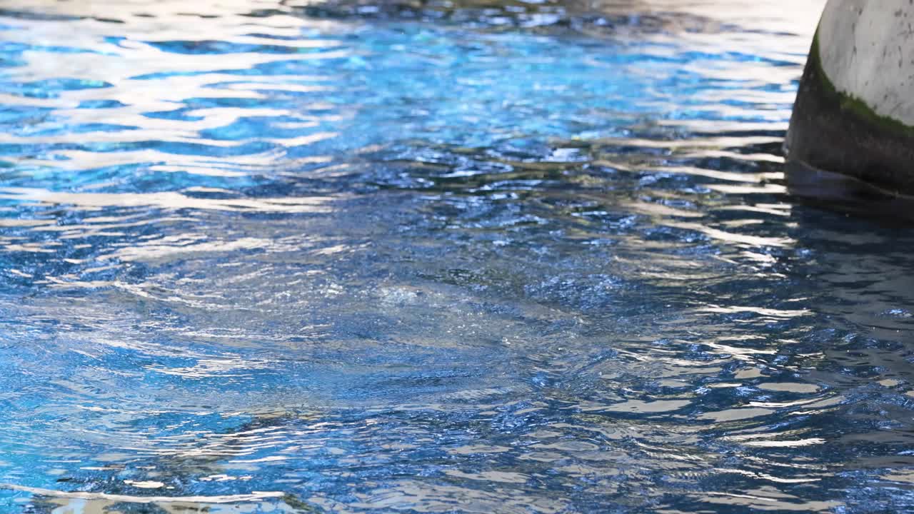 동물원 수영장에서 수영과 다이빙을 하는 해파리