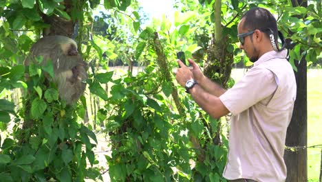 A-visitor-at-an-animal-park,-taking-pictures-of-a-cute-sloth,-peacefully-sleeping-while-hugged-to-a-tree