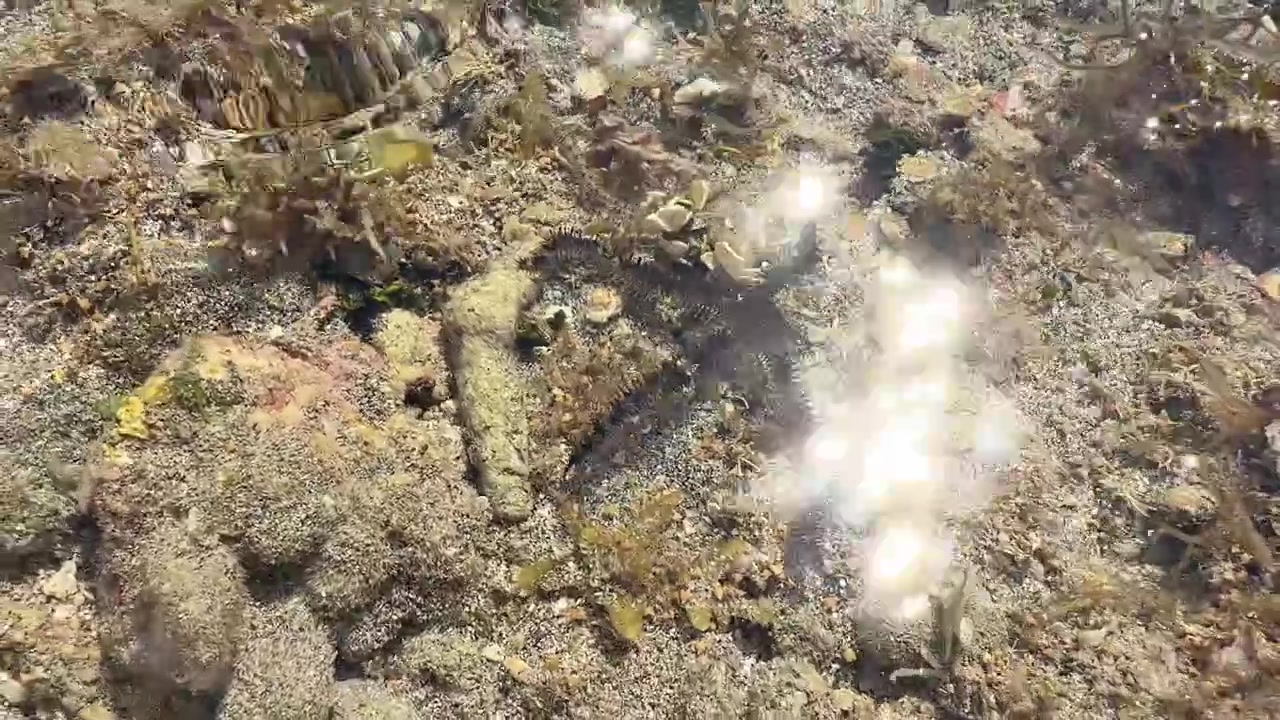 Stella marina scura che si muove lentamente su un basso fondale marino tropicale