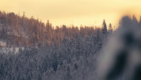 Bosque-De-Pino-Blanco-De-Montaña-De-Invierno-De-Francia