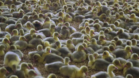 Goslings-in-indoor-farm-resting-on-hay