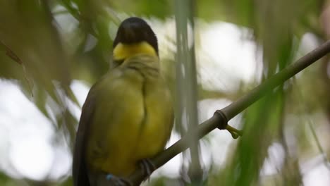 Blue-crowned-laughingthush-plucking-its-feathers-followed-by-another-one-landing-next-to-it