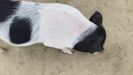 pig in the sand