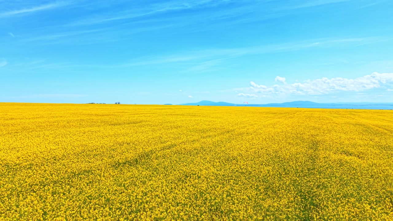 青空の下、地平線まで広がる広大な菜の花畑。晴れた青空と薄い雲の下、どこまでも続く満開の黄色いアブラナ畑のパノラマビュー。