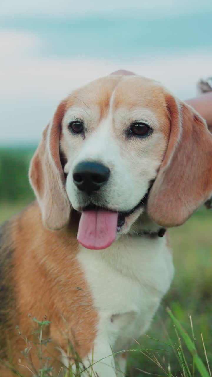 amante de mascotas en sombrero de sol agachado cerca de su perro curioso, sosteniendo su correa mientras frota suavemente su cabeza, el perro parece atento y relajado, en un paisaje rural sereno