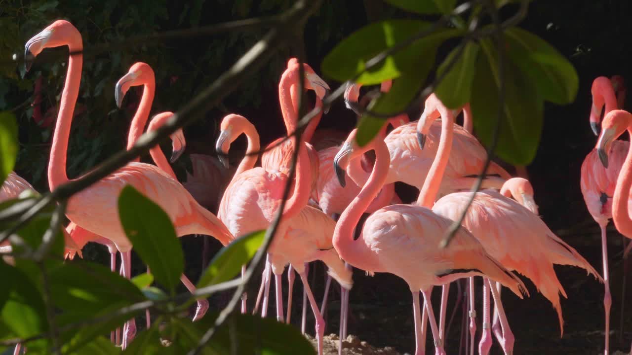 나무 사이로 핑크 플라밍고의 클로즈업 샷