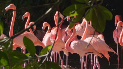 Primer-Plano-De-Flamencos-Rosados-A-Través-De-Los-árboles