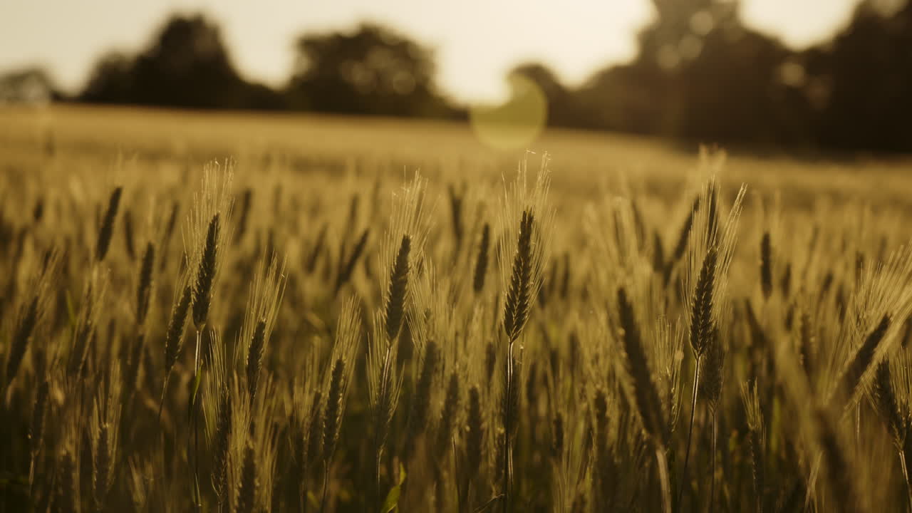 Gylden hvedemark ved solnedgang
