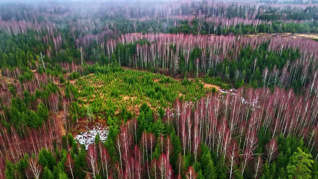 From a bird's-eye view, we see how new pine trees grow among the old and dead trees in the forest