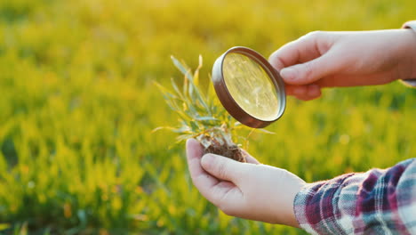 Die-Hände-Eines-Bauern,-Der-Weizenkeime-Durch-Eine-Lupe-Auf-Dem-Feld-Untersucht-Studies