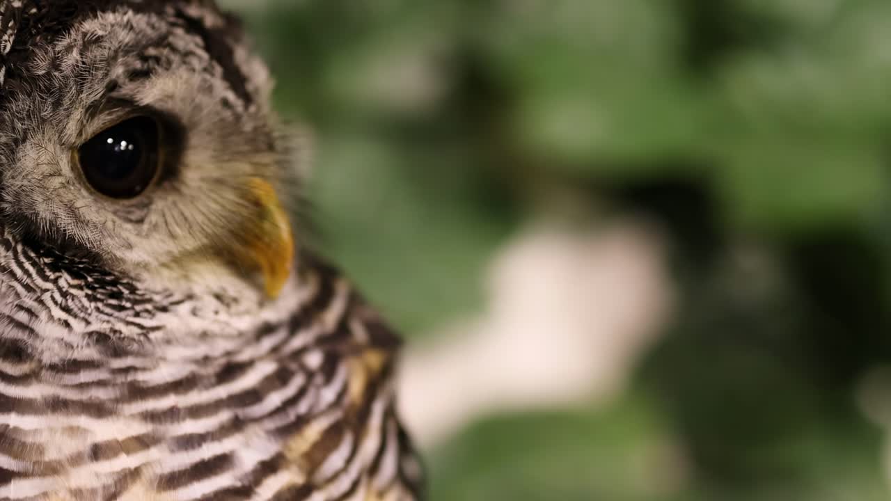 부이는 잎자루를 배경으로 머리를 회전시니다.