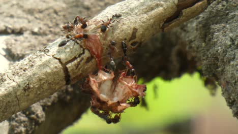 Hormigas-Comiendo-Algunas-Cumple-Uhd-Mp4-4k