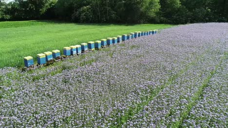 drone-fly-over-a-Phacelia-fields,-purple-blooming-flower-in-a-rural-natural-landscape