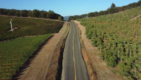 flying up a road in between a pear