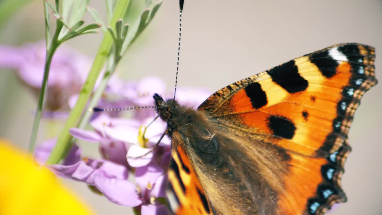 cerrar vista macro de un detalle de ala de mariposa dama pintada mientras se alimenta de una flor lila