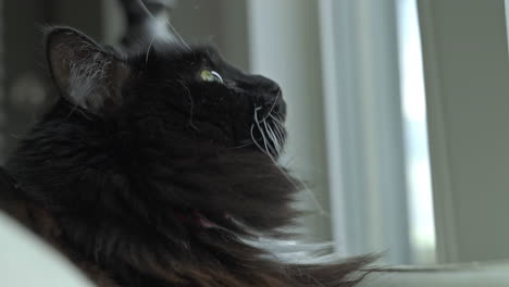 Black-and-white-Tuxedo-Ragdoll-Cat-sits-by-window-and-looks-around-curiously,-4K