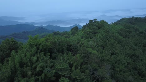 Tiro-De-Drone-Del-Bosque-Al-Atardecer