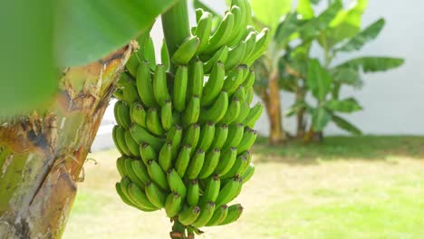 close-up of green bananas on plantation in tropical tenerife