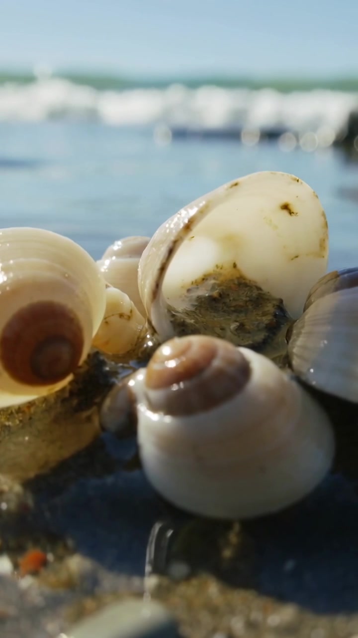 Vertical video: Pulling back, camera revealing spiral shells on wet sand as waves lap shells' bases