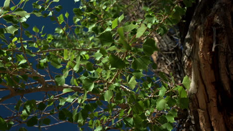 el frondoso árbol de chopo se balancea mientras el viento sopla contra el cielo azul
