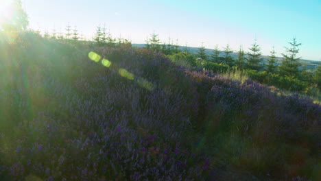 Heather-Season,-North-York-Moors-National-Park-Yorkshire-Summer-2022---Cinema-camera-Prores-4K-Clip-9