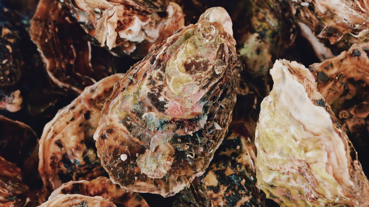 Close up pile of oysters and rough shells with natural textures, salt stains, and earthy coastal colors
