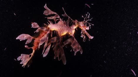 leafy sea dragons phycodurus eques feeding at night with eggs 4k 25fps slow motion