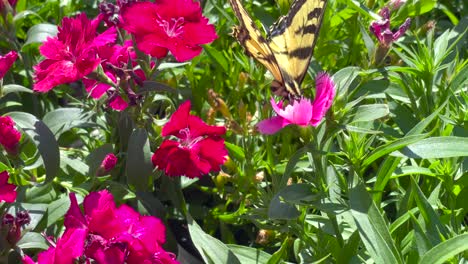 a swallowtail butterfly uses its long proboscis to drink nectar from a flower