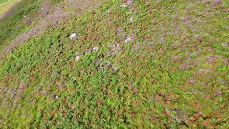 aerial drone video of sheep grazing on a green hillside in the scottish highlands, daylight