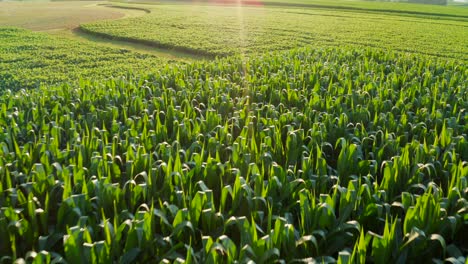 fast aerial above corn and soybean fields