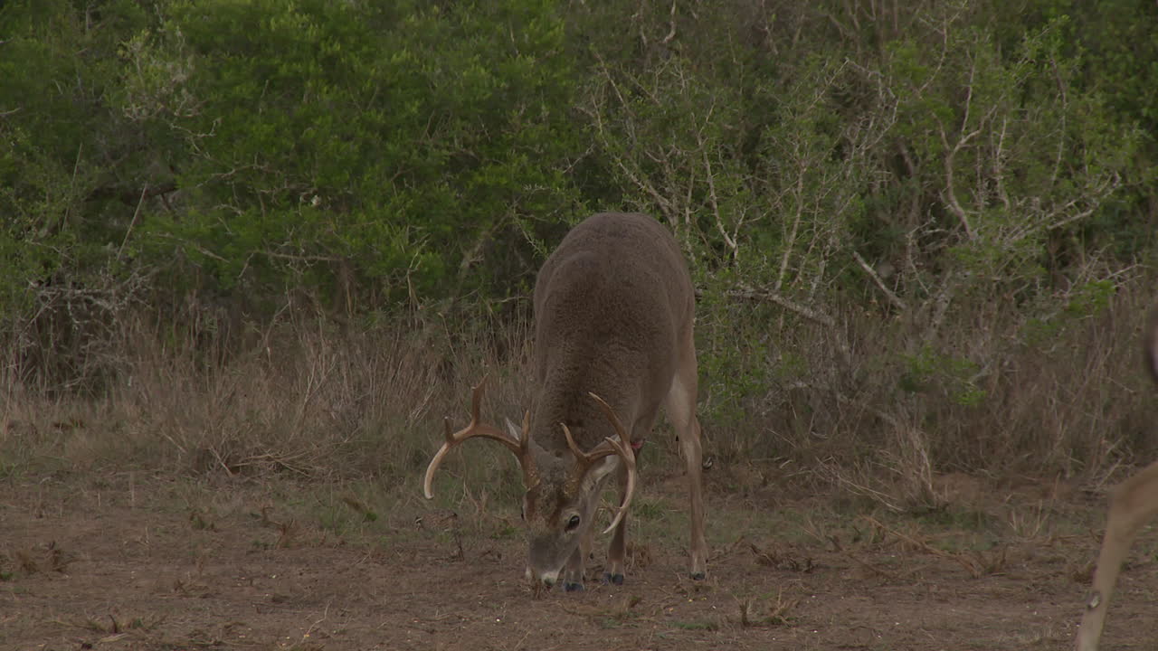 ciervos en la naturaleza