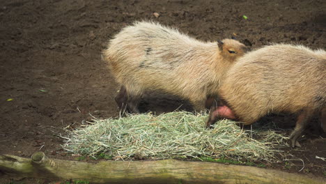 dos capibaras comiendo hierba en el zoológico de san diego