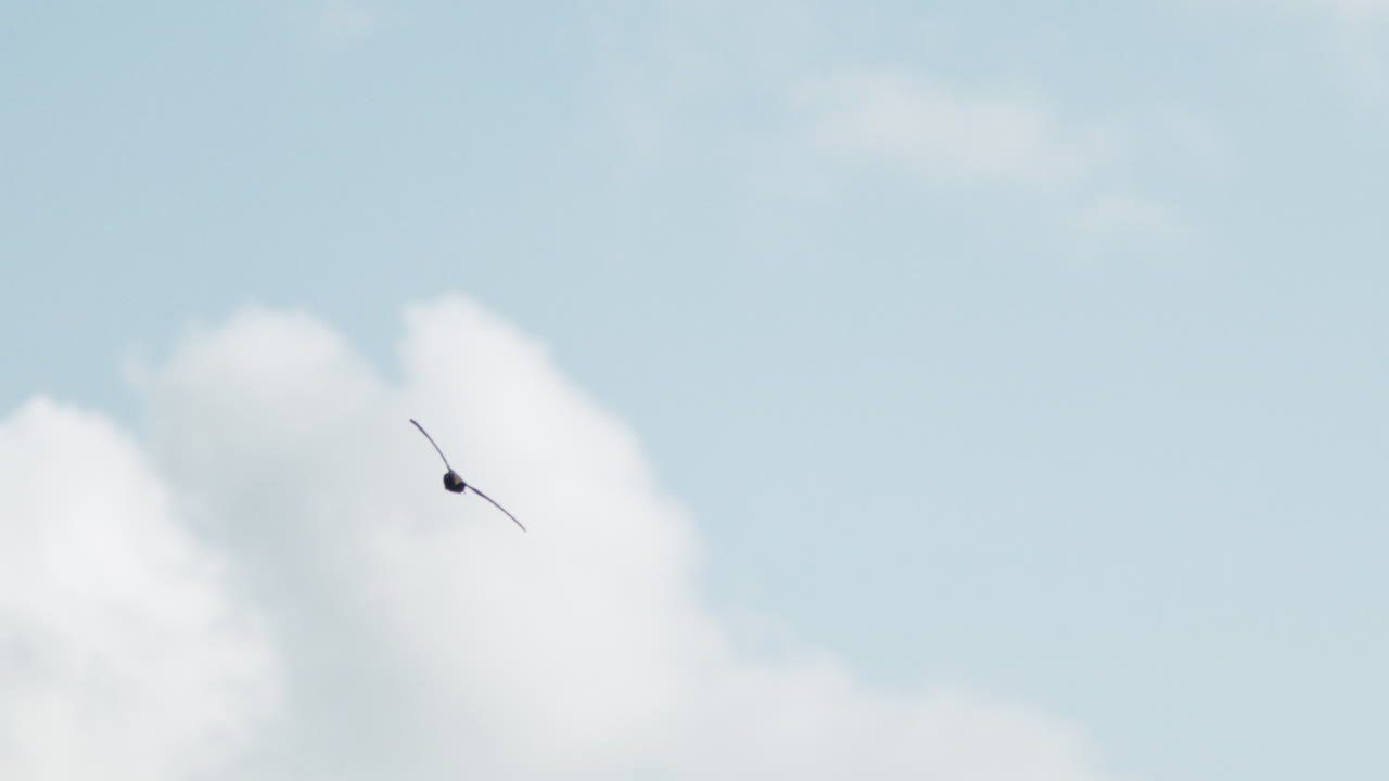 Birds glide over tropical sea in slow motion as surfers float patiently below in dreamy light