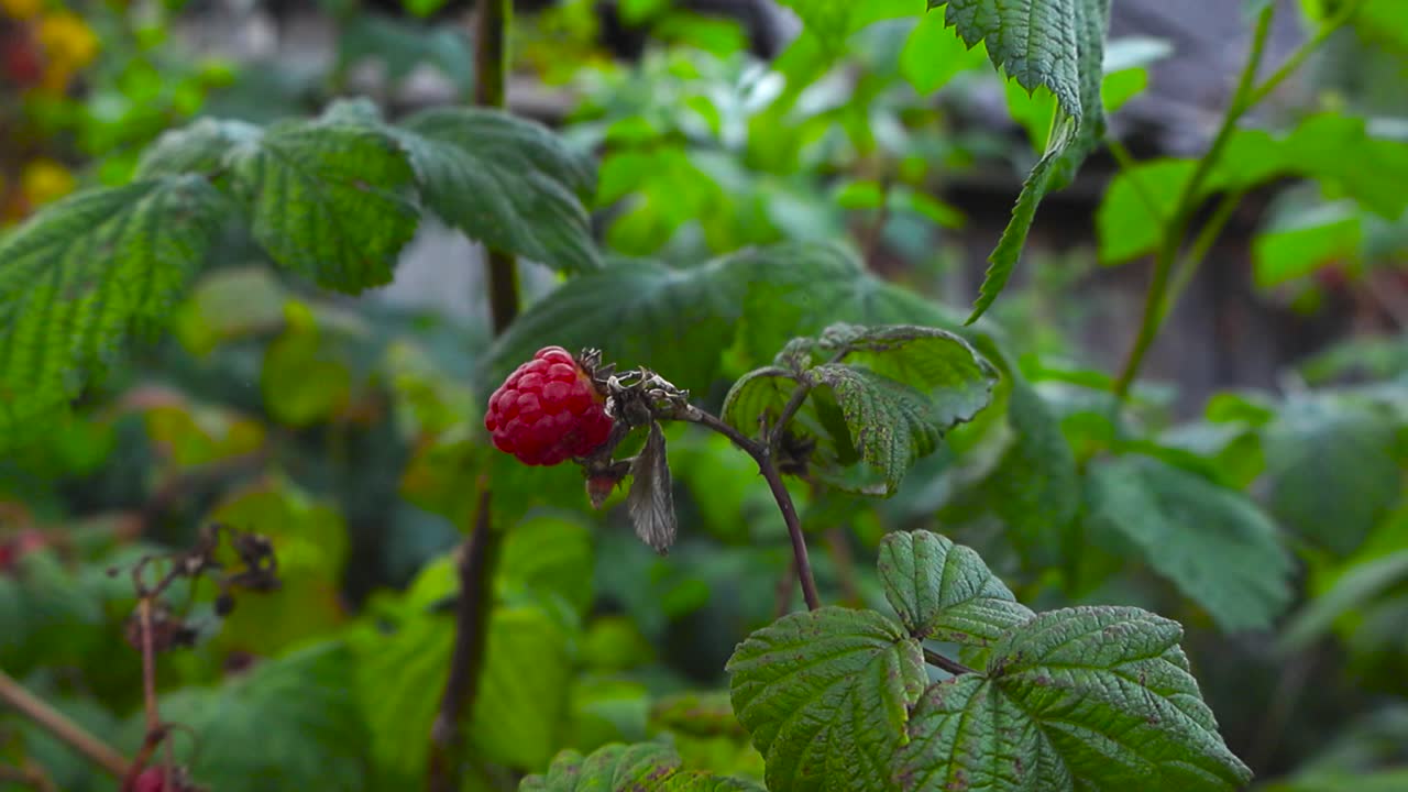 Close up view gliding around the red ripe raspberry hanging delicately from stem with textured green leaves. Juicy berry in focus, softly blurred backdrop of branches and a shaded summer fruit garden
