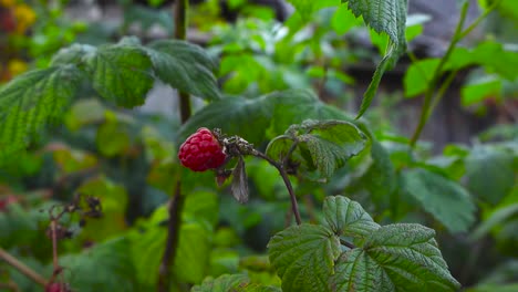 close up view gliding around the red ripe raspberry hanging delicately from stem with textured green leaves. juicy berry in focus, softly blurred backdrop of branches and a shaded summer fruit garden