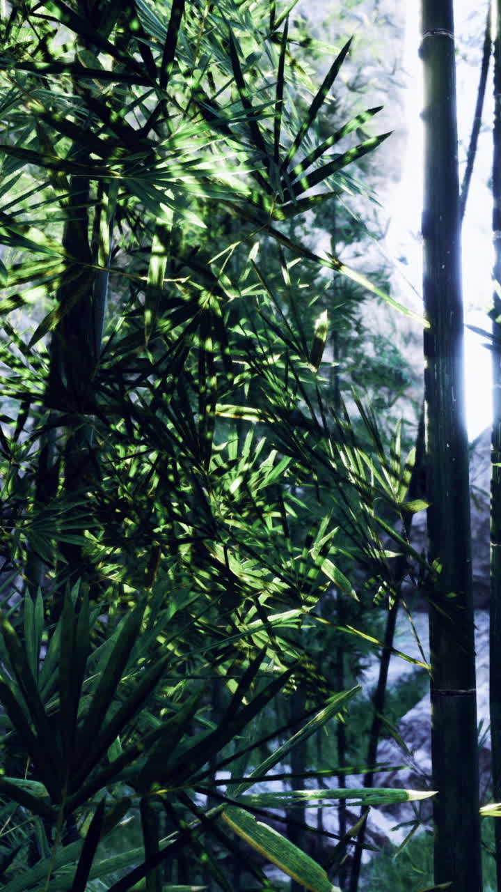 Lussureggiante foresta di bambù verde con la luce solare che filtra attraverso le foglie