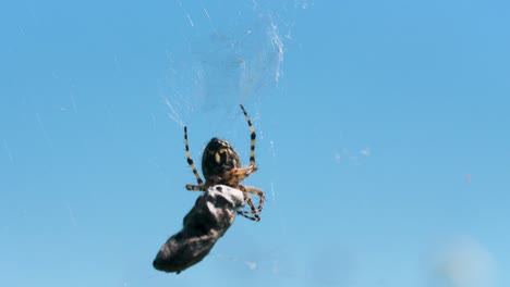 spider on its web with prey