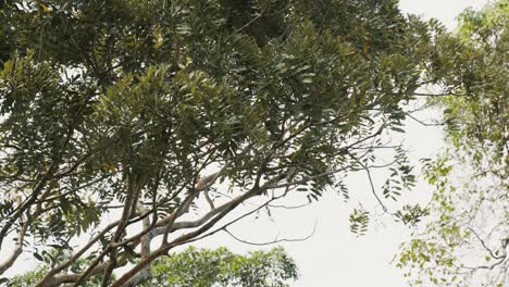Spectacular slow motion shot of Great Green Macaw Parrot landing on wooden branch of tropical tree in forest