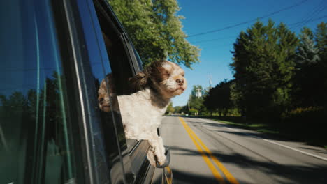 gracioso perro pasajero auto se asoma por la ventana