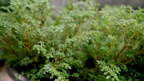 Vistas-De-Cerca-De-La-Planta-De-Artillería,-Enfoque-En-Rack