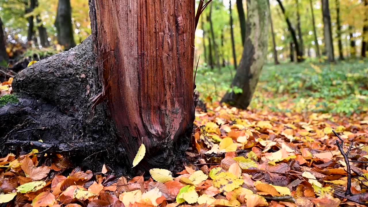 el grano de madera del tronco del árbol cayó naturalmente en el bosque en un día húmedo