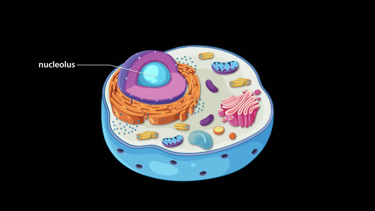 Illustration of an animal cell with labeled organelles, highlighting structure and function over a 34-second animation