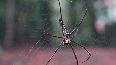 primer plano de una araña tejedora orbe dorada