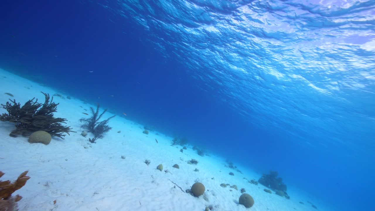 estilo fpv: paisaje marino con varios peces, corales y esponjas en el arrecife de coral del mar caribe, curacao