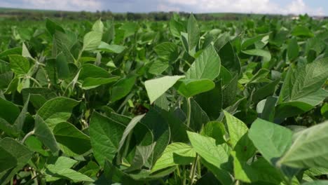 beautiful soybean plants in field