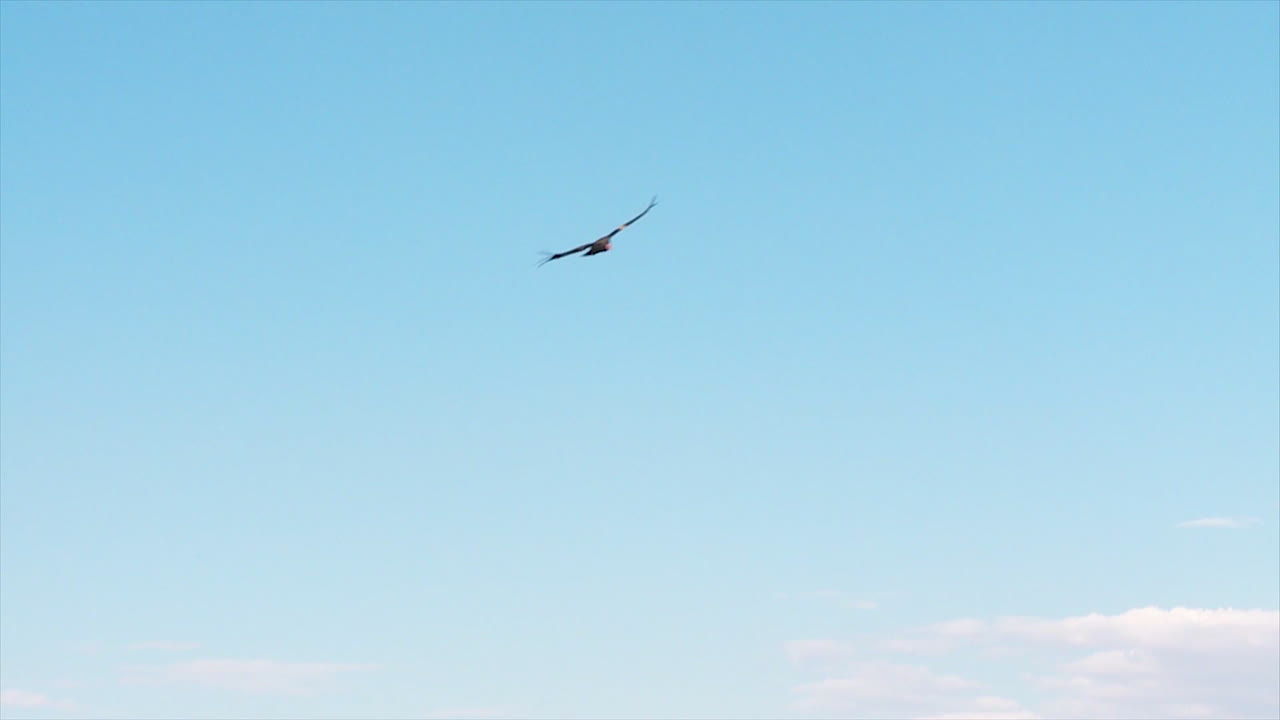 un cóndor se eleva sobre el parque nacional del gran cañón 3
