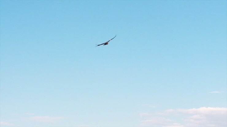 A Condor Soars Over Grand Canyon National Park 3
