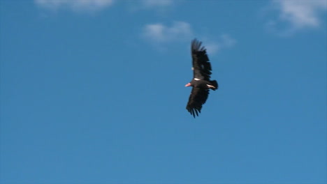 Un-Cóndor-Vuela-Sobre-El-Parque-Nacional-Del-Gran-Cañón-3