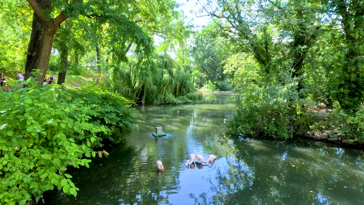 Several flamingos wade and interact in a tranquil, tree-lined pond under bright daylight. The camera remains steady, capturing vibrant greenery and reflections